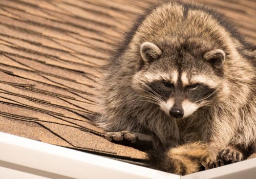Sealing Off Entry Points: How to Safely and Humanely Remove Wildlife from Your Property