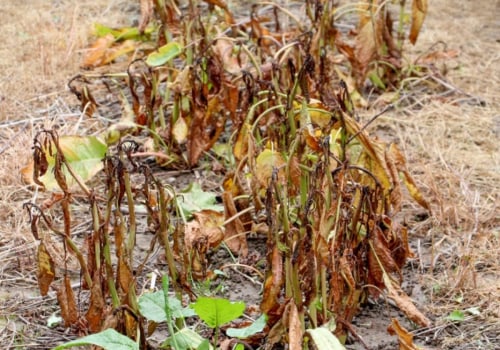 Understanding Herbicides for Plant Damage