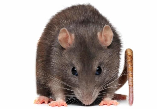 What animal are rats afraid of?