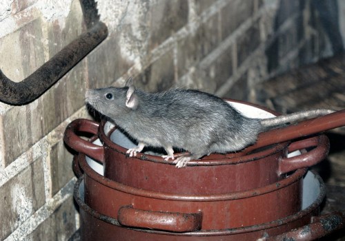 How do i get rid of rats in 24 hours?