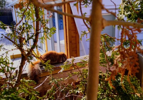 Trimming Trees and Shrubs: A Guide to Safely and Humanely Preventing Wildlife Damage